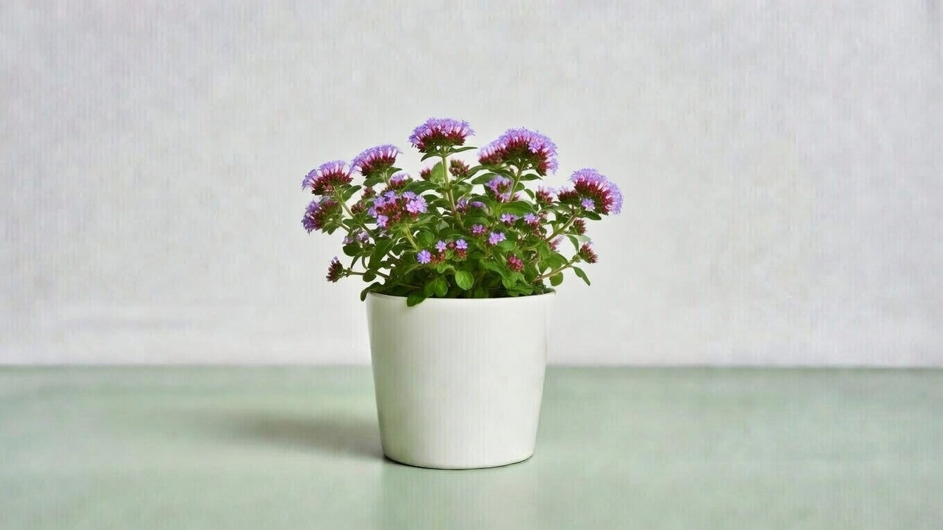 Душица обыкновенная